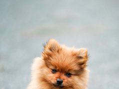 Kediler İçin Özel Ürünler: Reflex Aktif Karbonlu Kedi Kumu, N & D Tahılsız Kitten Tavuklu Narlı Kedi Maması ve N & D Tavuklu ve Narlı Düşük Tahıllı Kısırlaştırılmış Kedi Maması mamafabrikasi 4