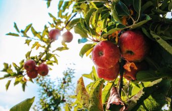 Elma Sirkesi ve Bal Karışımının Faydaları ve Hazırlanışı apple cider vinegar and honey mixture