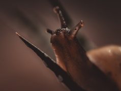 Divan Edebiyatının Genel Özellikleri ve Önemli Unsurları characteristics of divan literature