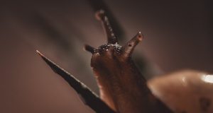 Divan Edebiyatının Genel Özellikleri ve Önemli Unsurları characteristics of divan literature