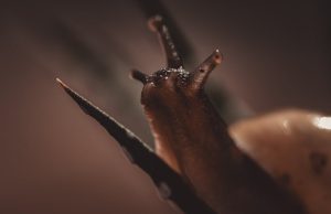 Divan Edebiyatının Genel Özellikleri ve Önemli Unsurları characteristics of divan literature