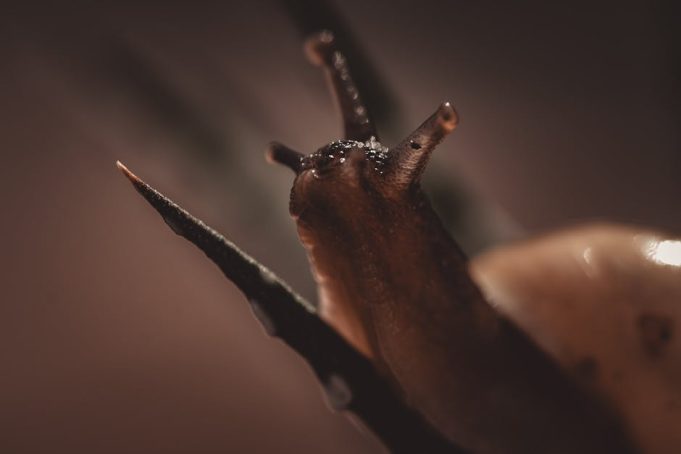 characteristics of divan literature