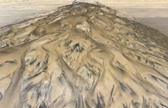 Solucan Nerede Yaşar ve Doğal Yaşam Alanları where do worms live